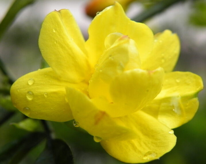 黄色花